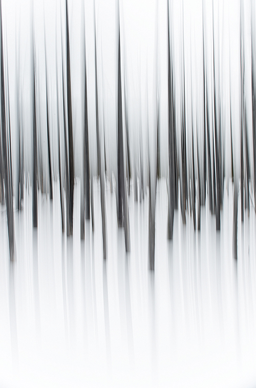 USA, Wyoming, Yellowstone NP,Winter Forest Abstract